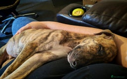 Greyhound dogs for sale: 10 weeks old greyhound boy - Image 6