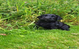 Cocker Spaniel dogs for sale: FTCH, KC REG working cocker pups - Image 8