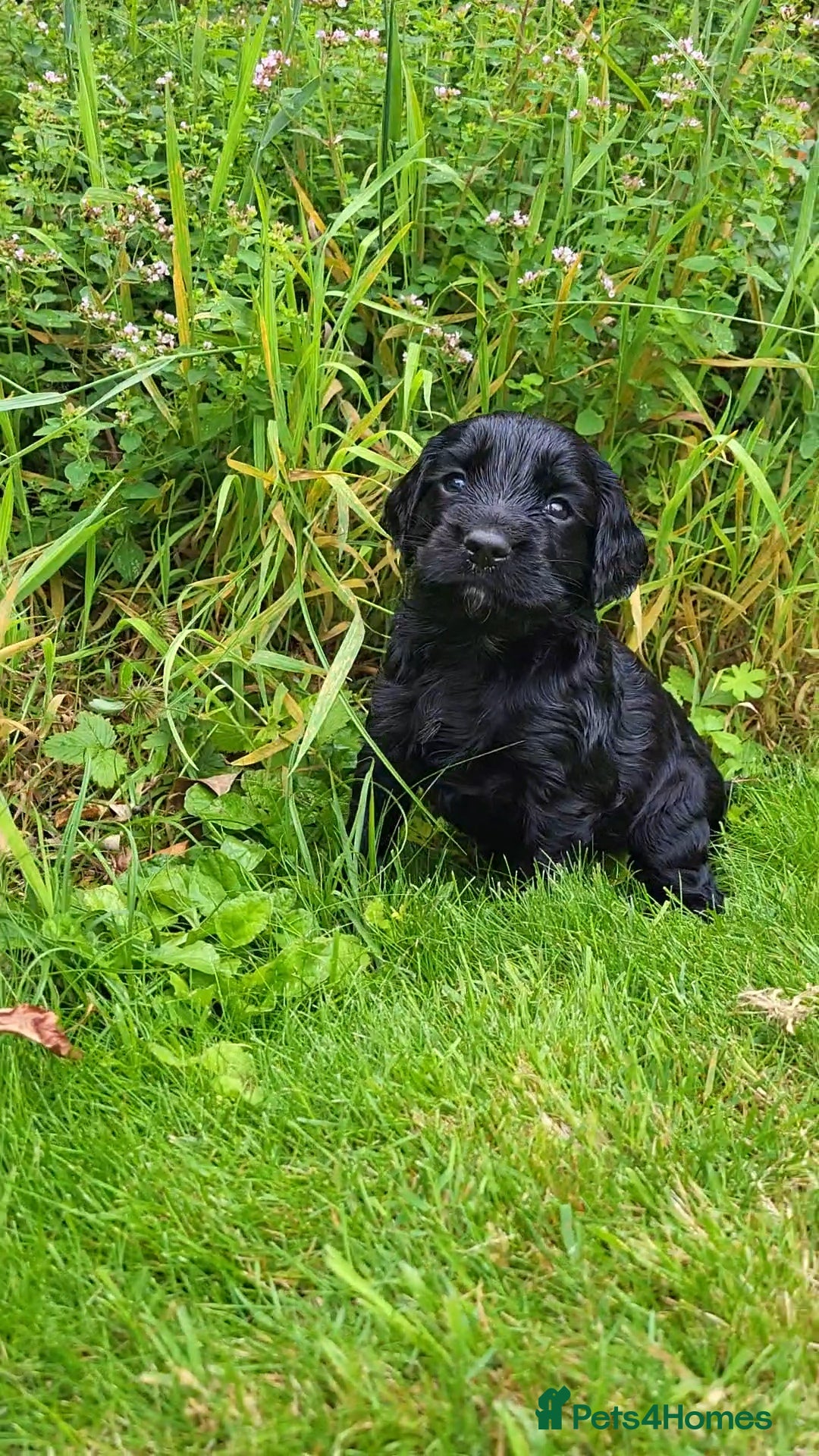 Cocker Spaniel dogs for sale: FTCH, KC REG working cocker pups - Image 8