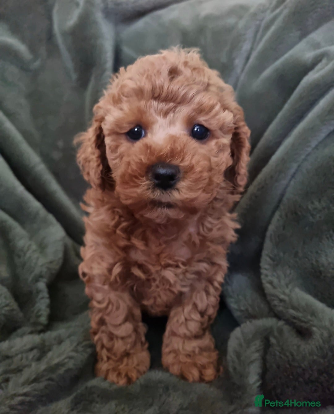 Maltipoo dogs Beautiful Maltipoo Puppies ,hypoallergenic.  - Advert 1