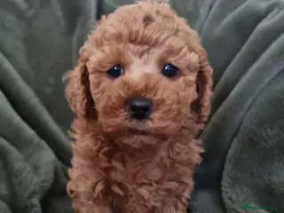 Maltipoo dogs Beautiful Maltipoo Puppies ,hypoallergenic. - Advert 1