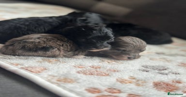 Maltipoo dogs - Advert 16