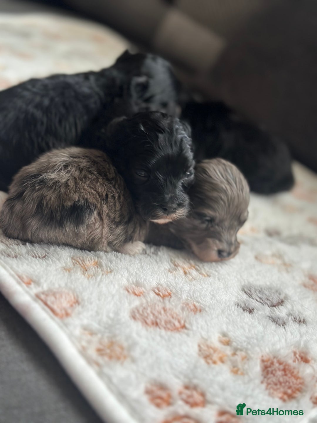 Maltipoo dogs for sale: F1 Toy Maltipoos - Image 3