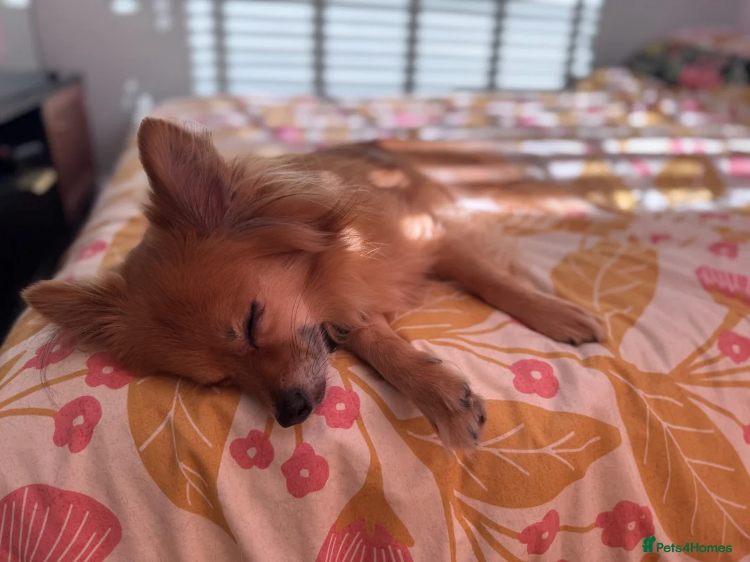 Pomchi dogs for sale: 5 year old PomChi looking for a new home - Advert 1