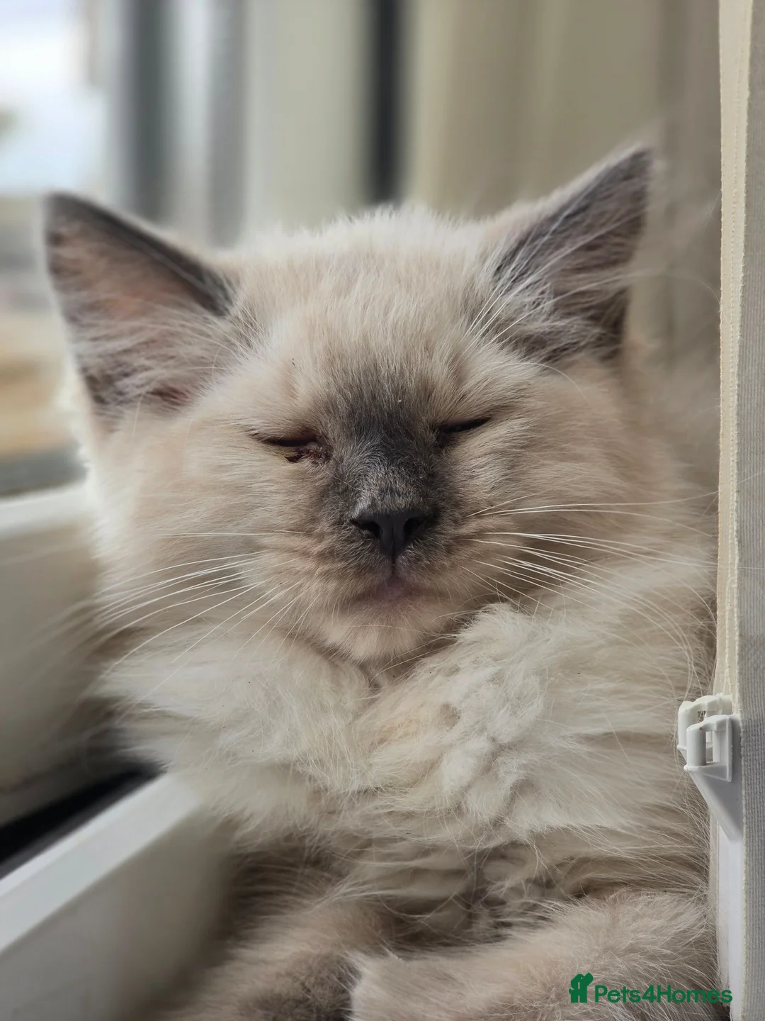 Ragdoll cats for sale: pedigree Ragdoll  - Advert 27