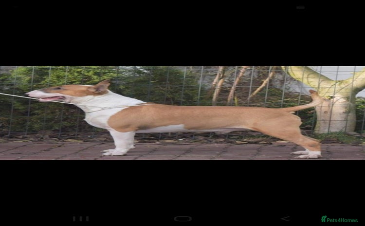 Bull Terrier dogs - Advert 1