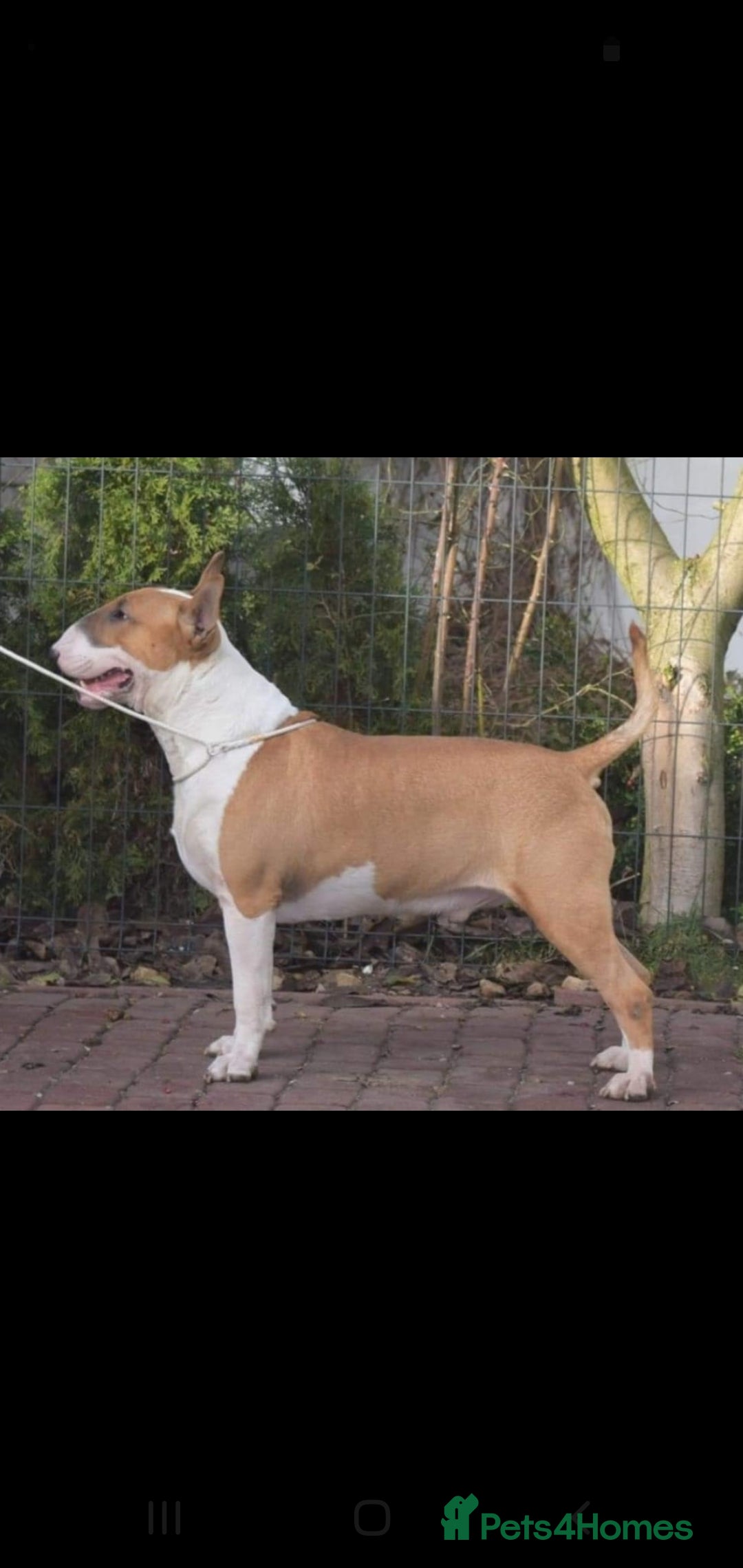 Bull Terrier dogs for sale: 💥 ENGLISH BULL TERRIERS   💥 - Image 12