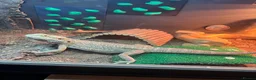 Bearded Dragon reptiles for sale: Rankin dragon for sale  in Sheerness - Advert 4