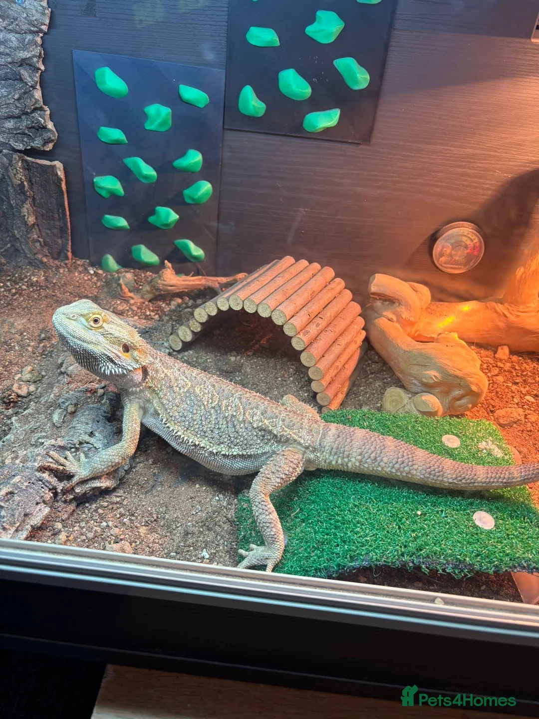 Bearded Dragon reptiles for sale: Rankin dragon for sale  in Sheerness - Advert 4