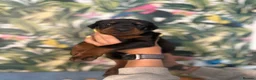 Dobermann dogs for sale: INTERNATIONAL CHAMPION EUROPEAN DOBERMANNS  - Advert 8