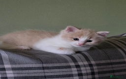British Longhair cats for sale: 3 male kittens for sale  in Harrow - Image 10