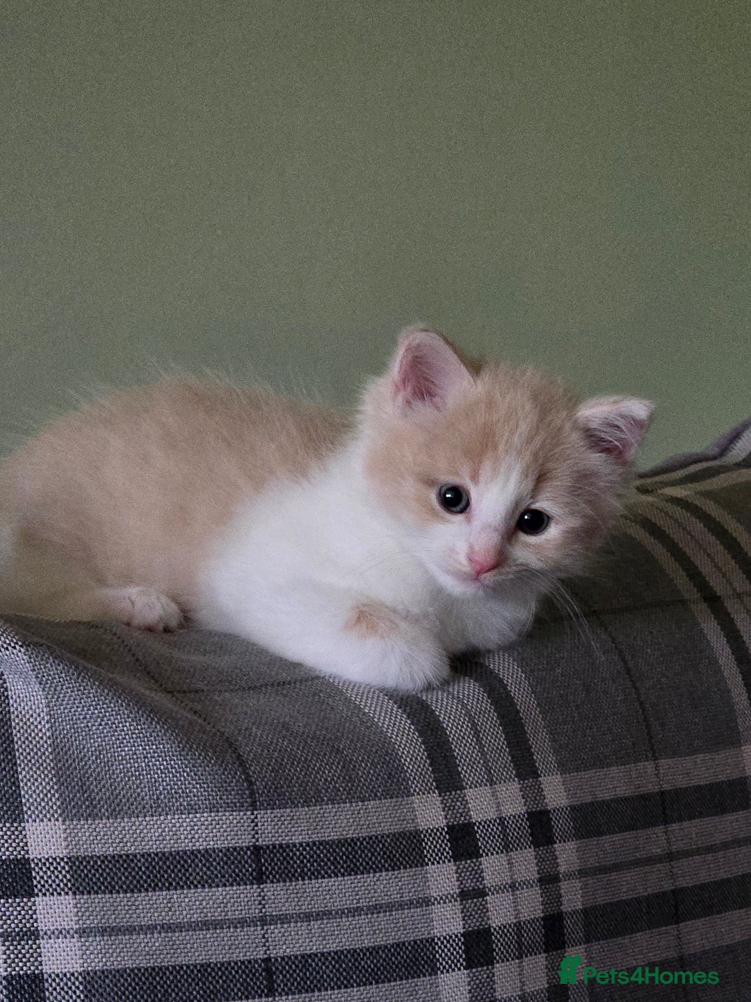 British Longhair cats for sale: 3 male kittens for sale  in Harrow - Image 10
