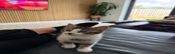 Bengal cats for sale: Stunning Bengal cross boy  - Advert 6