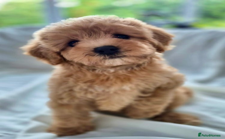 Cavapoochon dogs - Advert 1