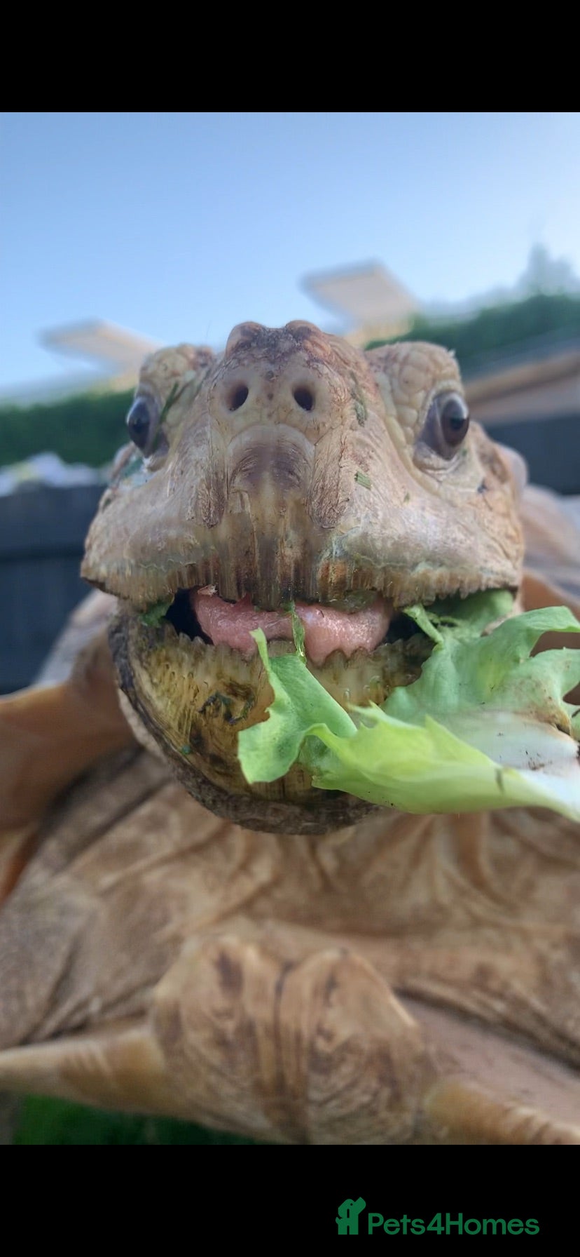 Tortoise reptiles Home For Unwanted Tortoises - Advert 1