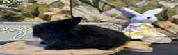 Mini Lion Lop rabbits for sale: Mini lion lop and lion head babies  - Advert 12