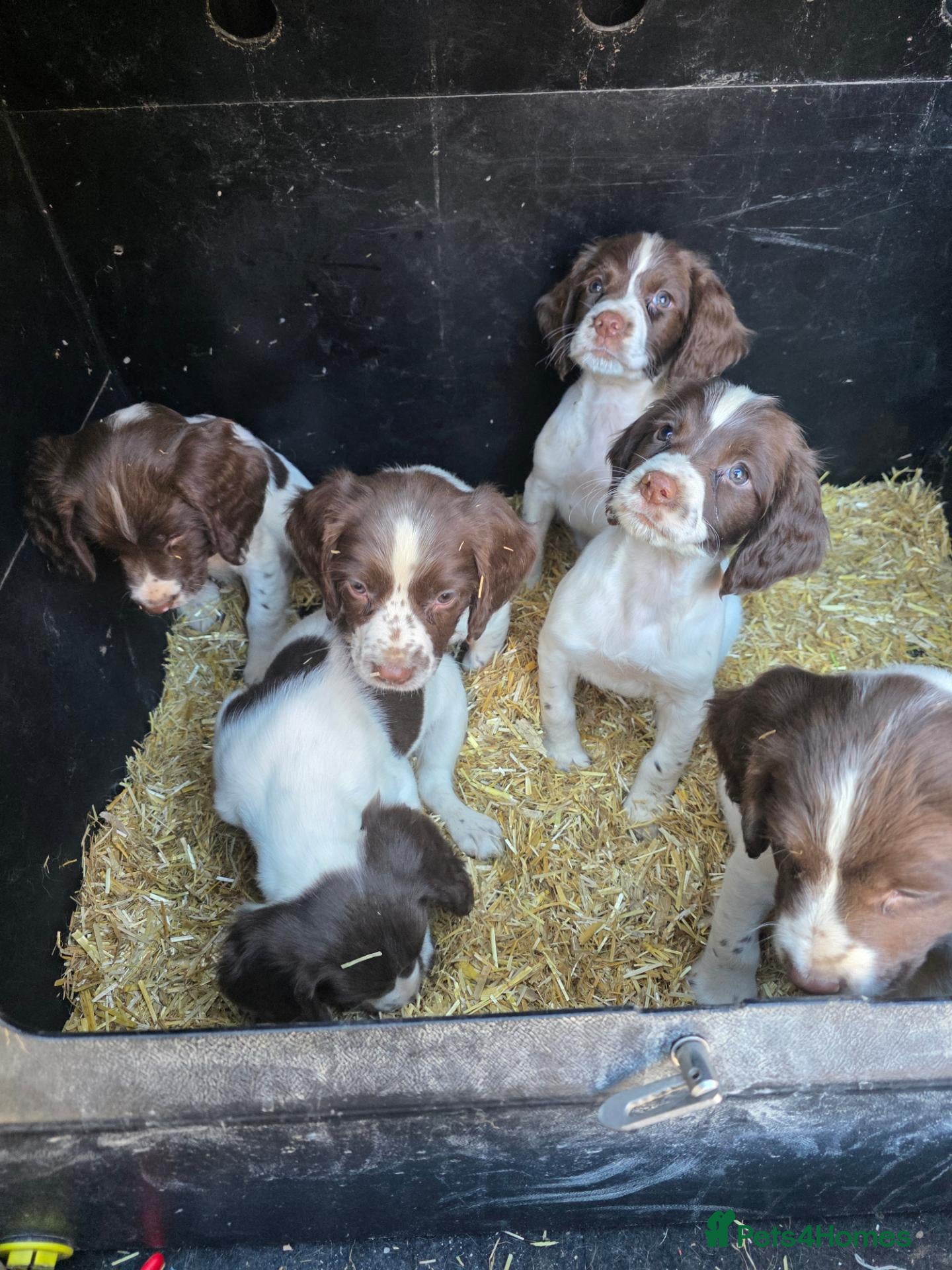 English Springer Spaniel dogs English springer spaniel puppies - Advert 2
