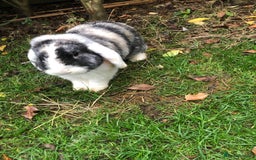 Mini Lop rabbits for sale: Mini lop for new home hutch and equipment included - Image 8