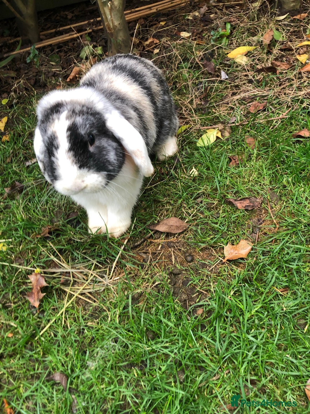 Mini Lop rabbits for sale: Mini lop for new home hutch and equipment included - Image 8