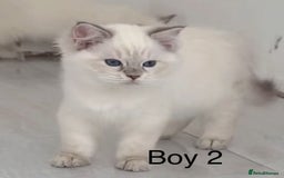 Ragdoll cats for sale: 6 Randall kittens  - Image 2