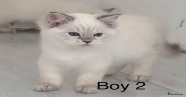 Ragdoll cats - Advert 13