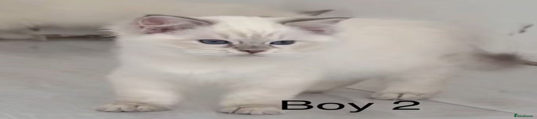 Ragdoll Kitten 2