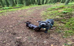 Staffordshire Bull Terrier dogs for sale: Beautiful blue staff - Image 4