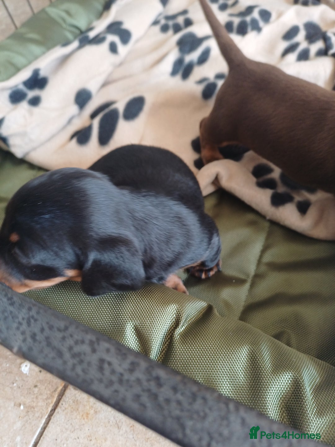 Dachshund dogs for sale: Miniature dachshunds  - Image 5