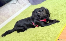 Mixed Breed dogs for sale: Mixed spaniel  - Image 1