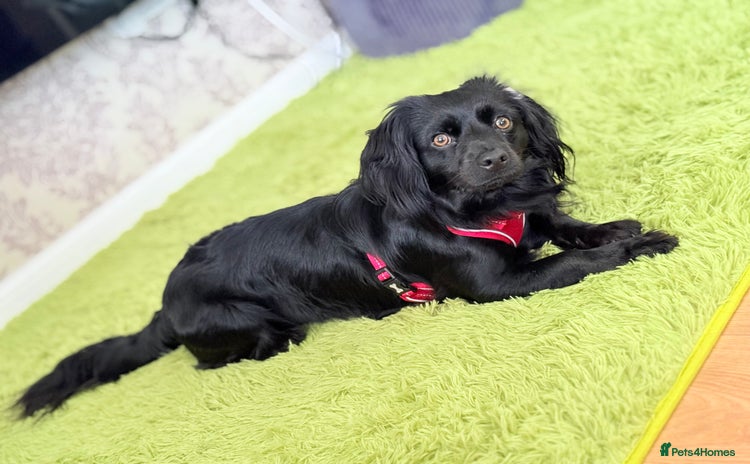 Mixed Breed dogs - Advert 13
