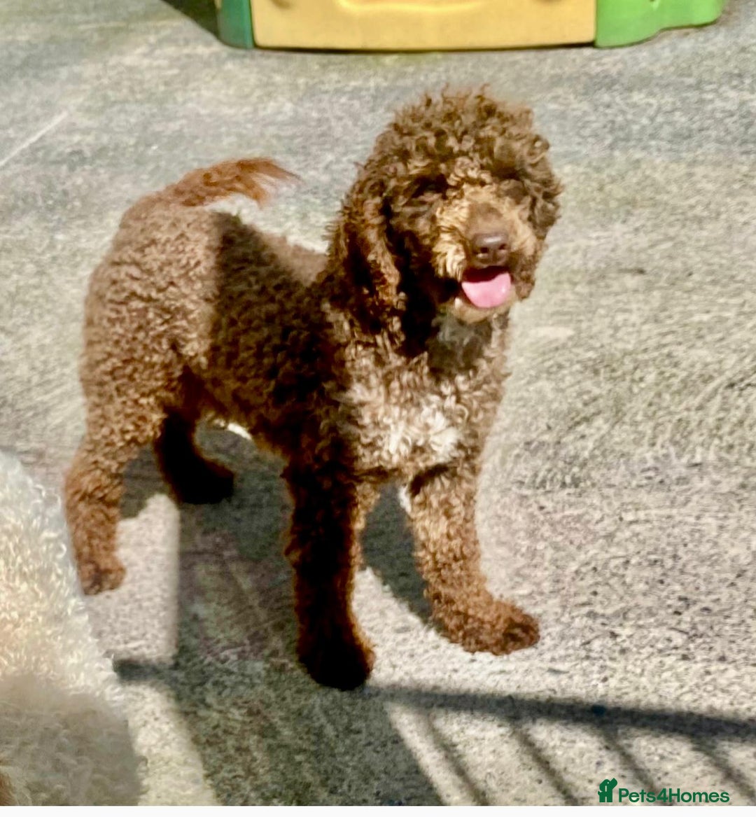 Toy Poodle dogs for sale: Kc reg male poodle  - Advert 5