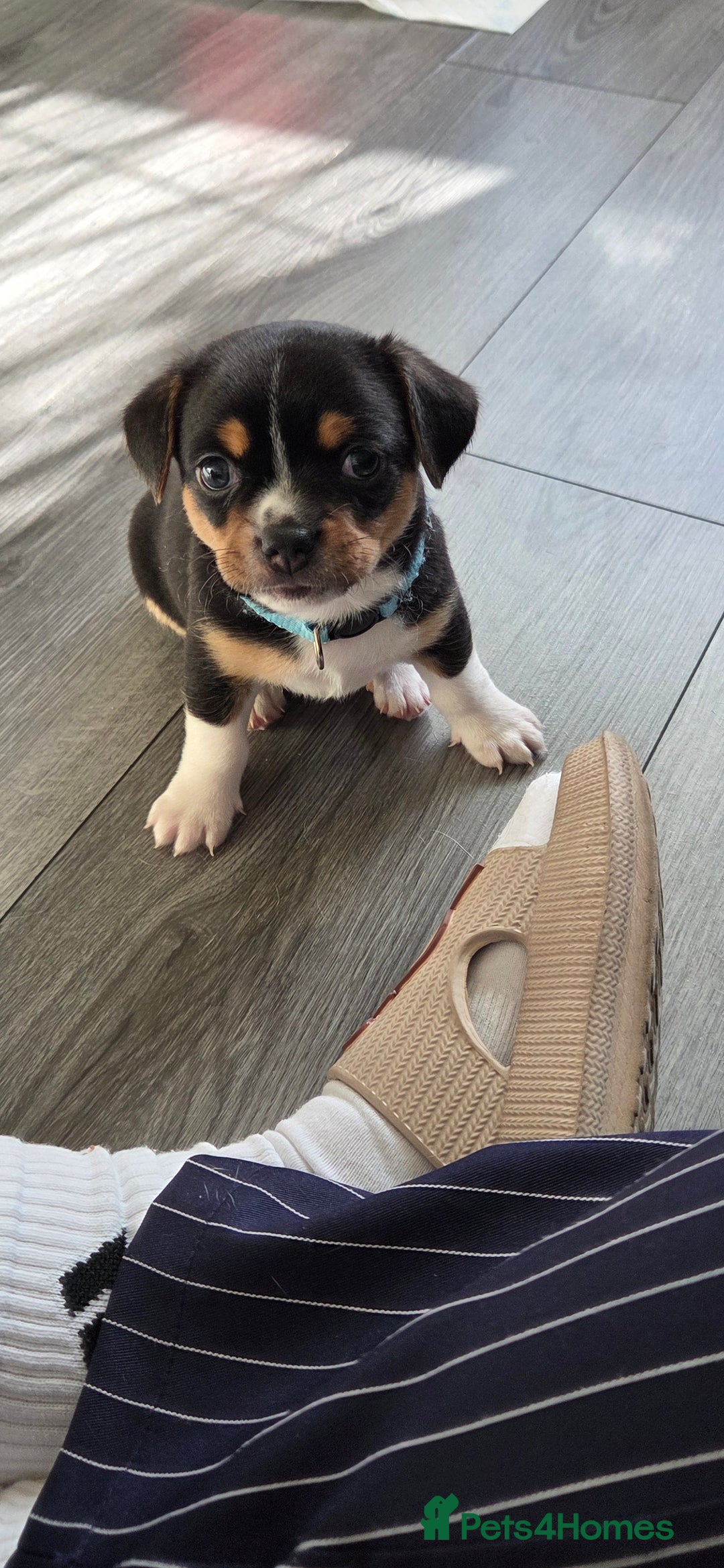 Mixed Breed dogs for sale: Adorable F1b Bullhuahua puppies - Image 15