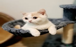 British Shorthair cats for sale: British Shorthair Cream and White Harlequin Male - Image 6