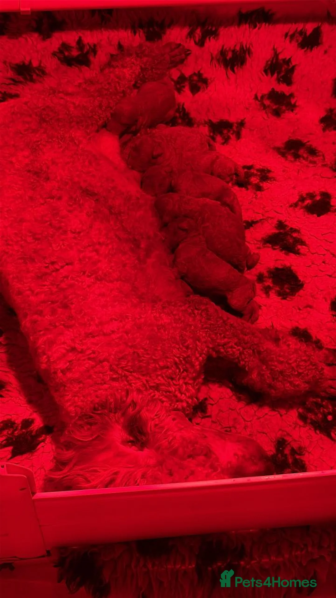 Miniature Poodle dogs for sale: Stunning litter, 6th gen of my red min poodles - Advert 2