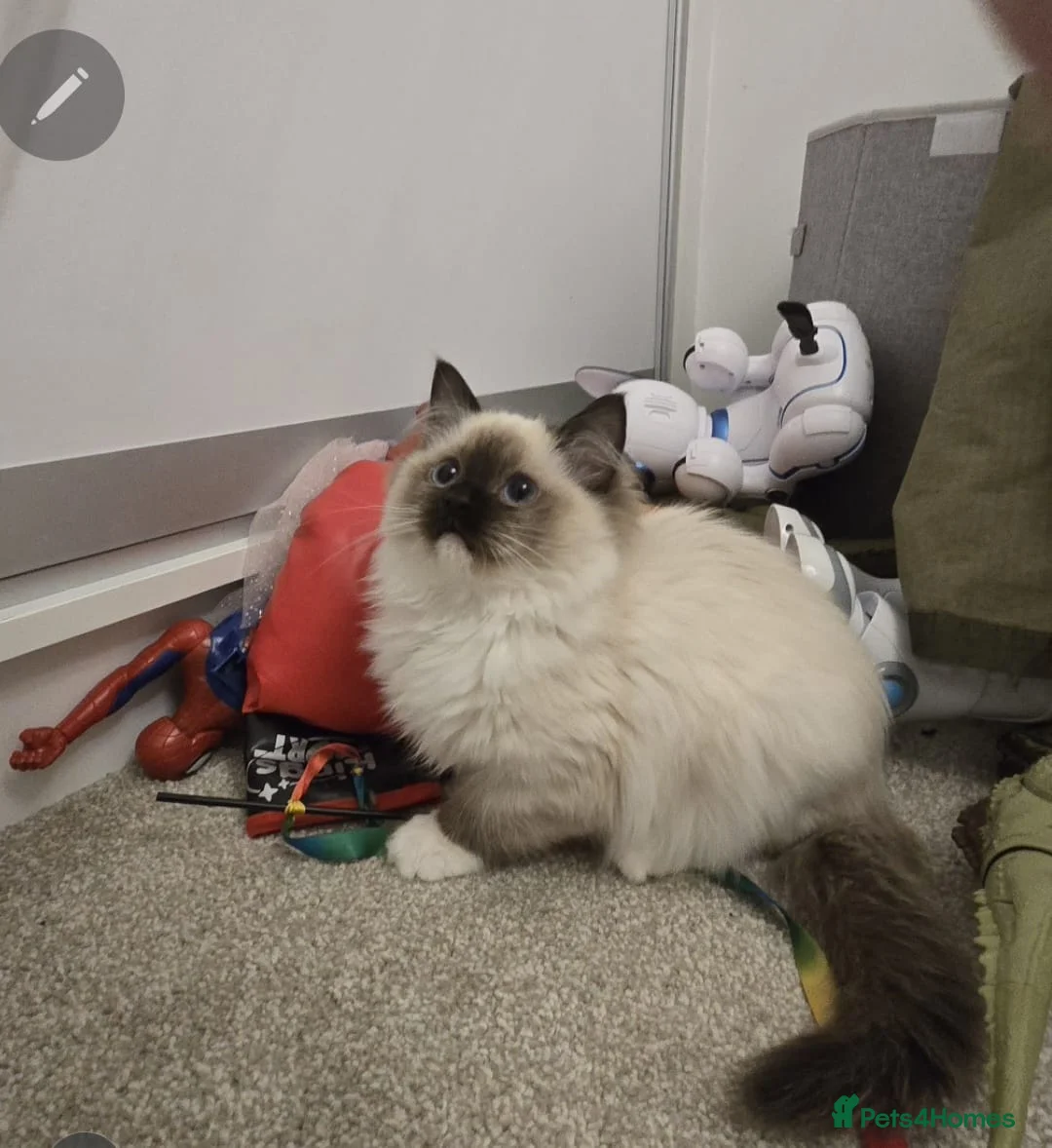 Ragdoll cats for sale: Ragdoll - Advert 2