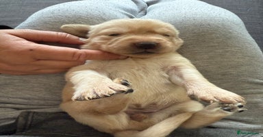 Goldador dogs - Advert 1