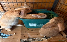 Dwarf Lop rabbits for sale: Dwarf lops ready for forever homes 15th November  - Image 12