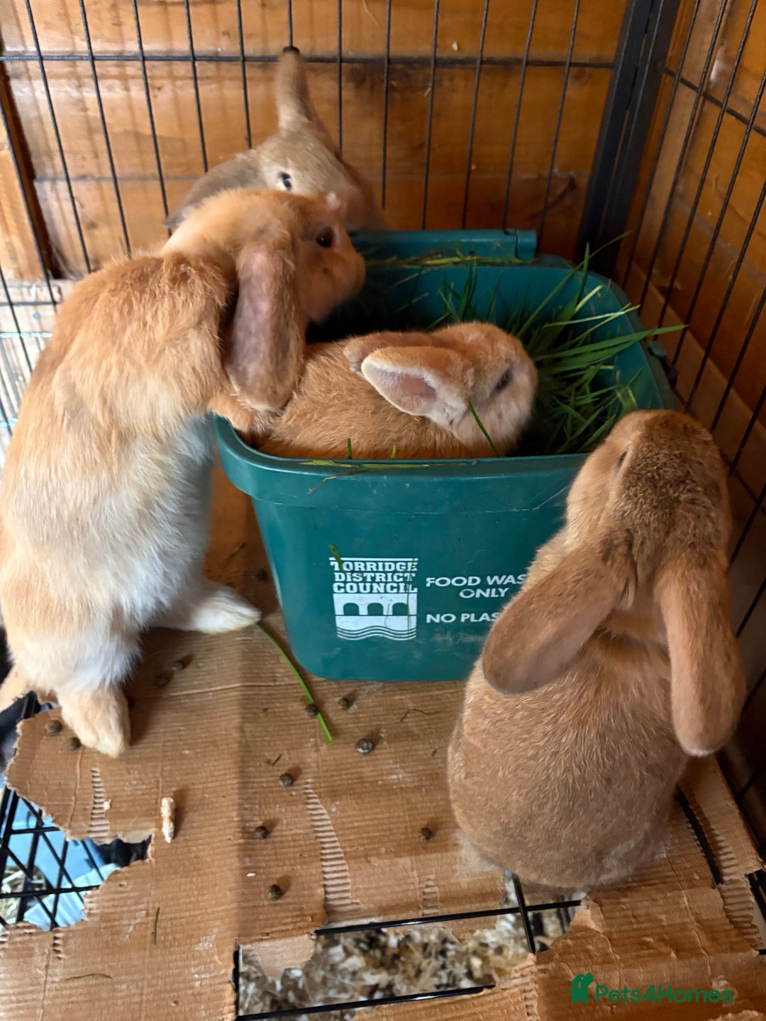 Dwarf Lop rabbits for sale: Dwarf lops ready for forever homes 15th November  - Image 12