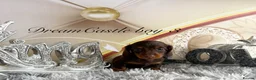 Miniature Dachshund dogs for sale: Adorable miniature datchund Kc reg boys available  - Advert 12