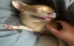 Chihuahua dogs for sale: Fawn chihuahua looking to be rehomed - Image 1