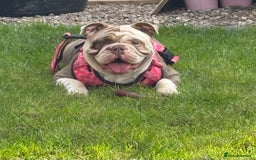 Mixed Breed dogs for sale: New English Bulldog  - Image 1