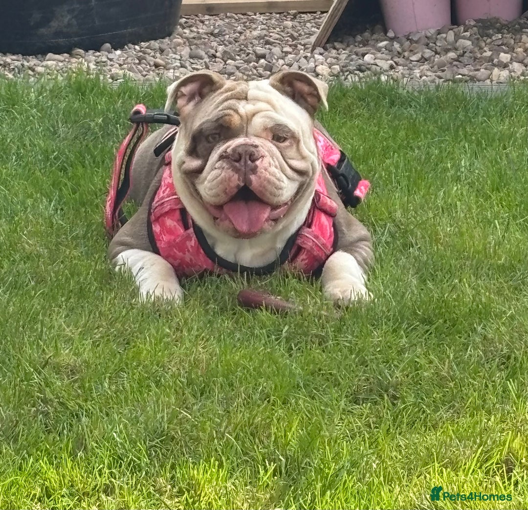 Mixed Breed dogs for sale: New English Bulldog  - Image 1