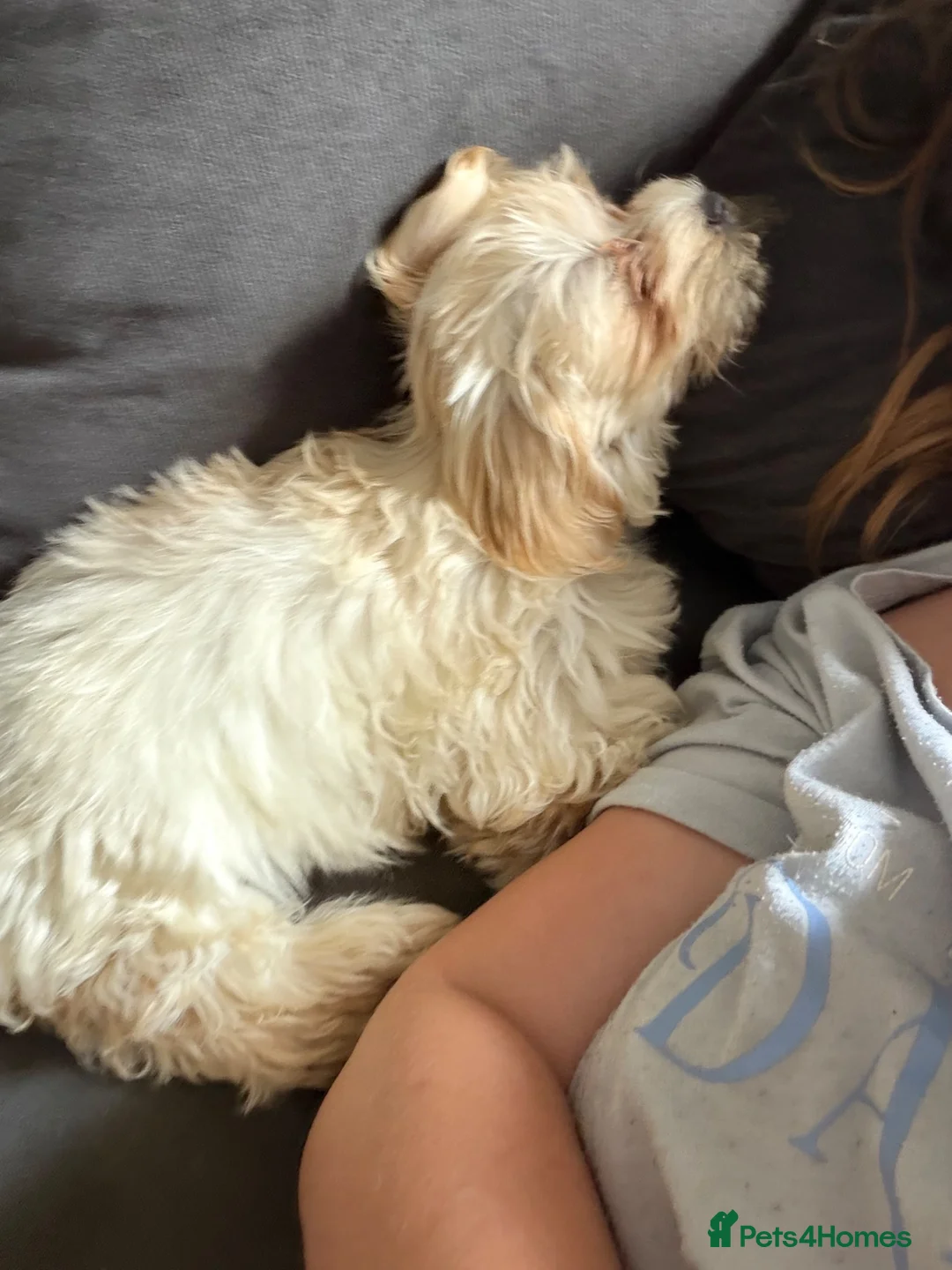 Bichon Frise dogs for sale: Girl puppy  - Advert 2