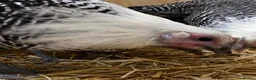 Chickens poultry for sale: Silver Campine  - Advert 16
