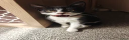 Mixed Breed cats for sale: Adorable kittens - Advert 12
