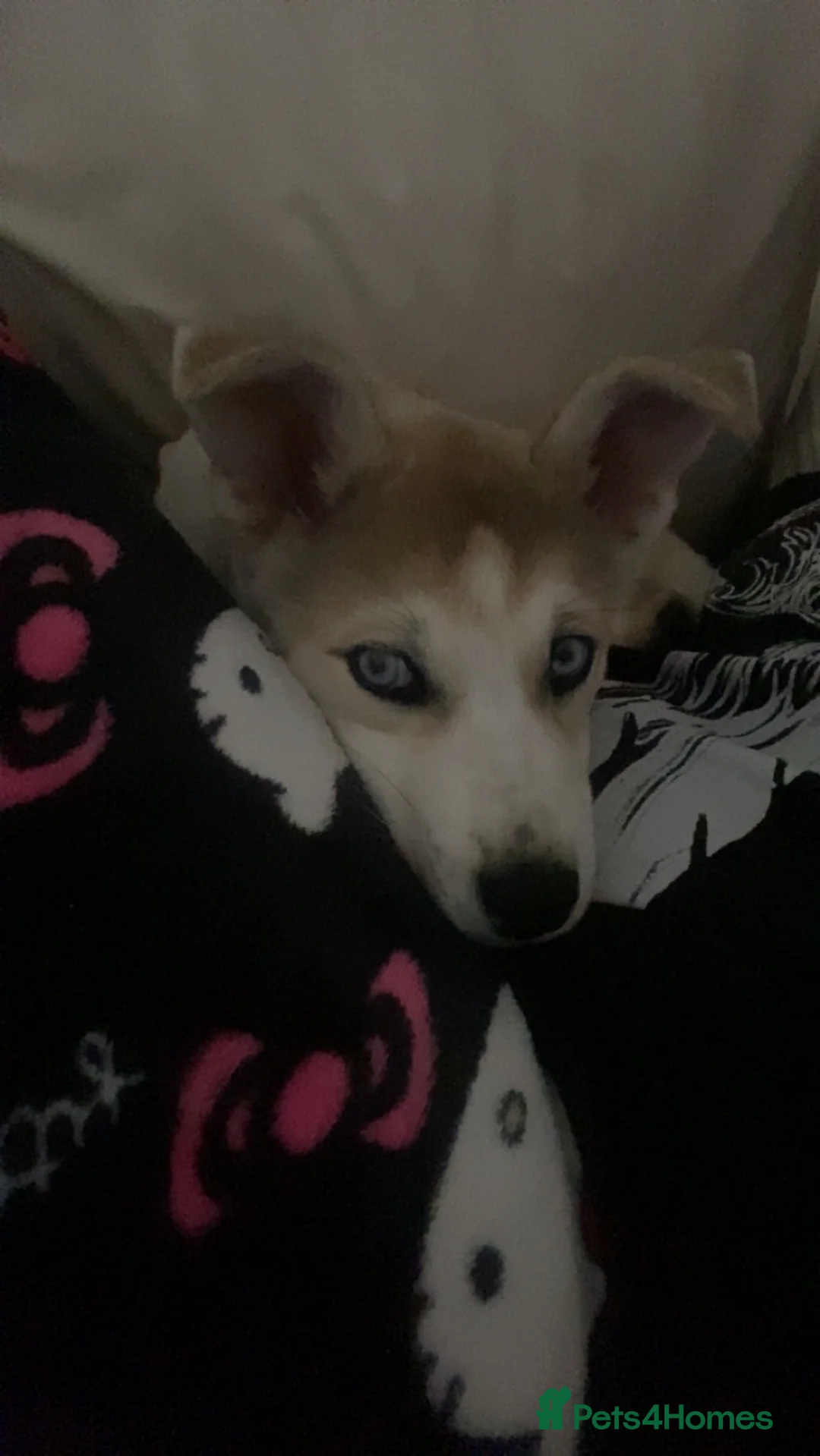 Shepsky dogs for sale: Siberian husky X German shepherd  - Advert 6