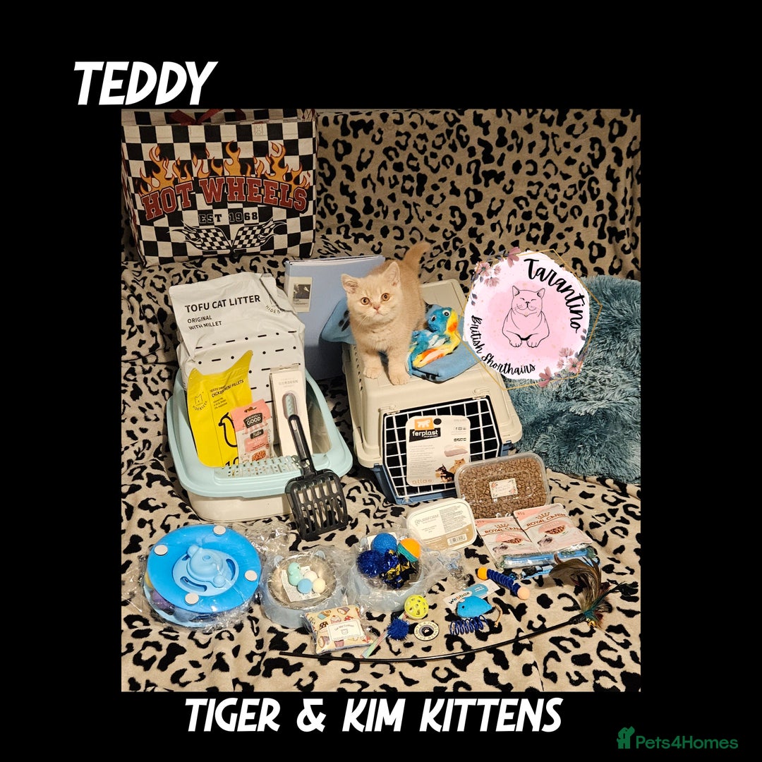 British Shorthair cats for sale: GCCF REGISTERED BRITISH SHORTHAIR KITTENS  - Advert 4