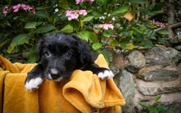Mixed Breed dogs for sale: 3 x Border collie cross retriever pups - Image 7