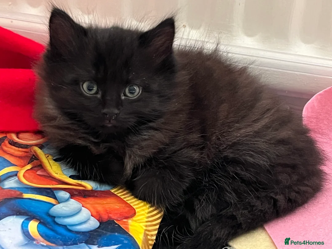 Maine Coon cats for sale: Maine coon mixed - Advert 1