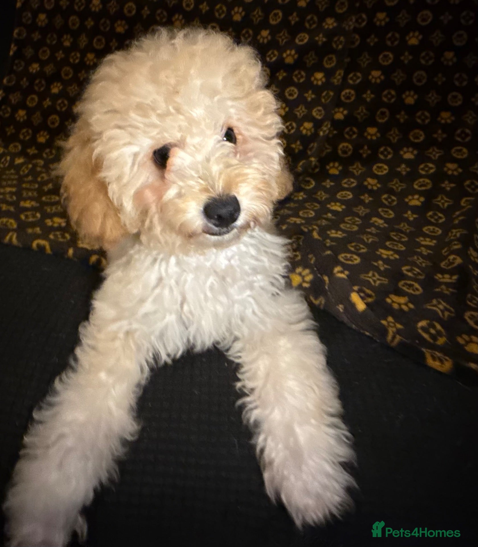 Cavapoochon dogs READY TO LEAVE NOW!! Miniature cavapoochons - Advert 18